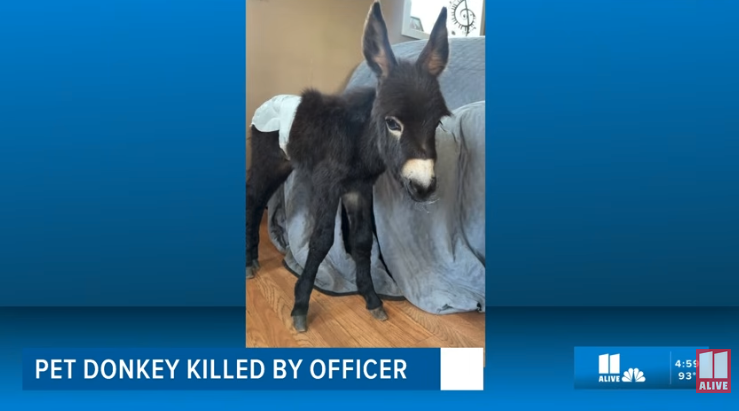 HeeHaw the baby donkey